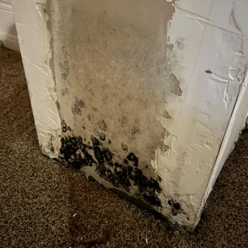 Professional Mold Removal in East Pensacola Heights, FL